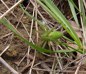 Micrommata virescens (Sparassidae)  - Micrommate émeraude - Green Spider Herault [France] 20/04/2004 - 400m