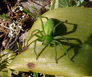 Micrommata virescens (Sparassidae)  - Micrommate émeraude - Green Spider Aude [France] 24/04/2004 - 600m