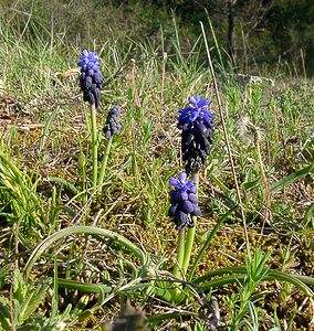 Muscari botryoides (Asparagaceae)  - Muscari fausse botryde, Muscari faux botrys, Muscari botryoïde, Muscari en grappe - Compact Grape-hyacinth Aude [France] 25/04/2004 - 390m