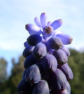 Muscari botryoides (Asparagaceae)  - Muscari fausse botryde, Muscari faux botrys, Muscari botryoïde, Muscari en grappe - Compact Grape-hyacinth Aude [France] 25/04/2004 - 390m