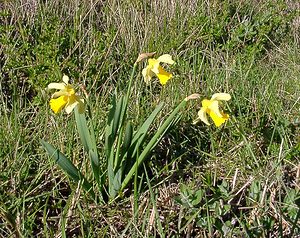 Narcissus pseudonarcissus (Amaryllidaceae)  - Narcisse faux narcisse, Jonquille des bois, Jonquille, Narcisse trompette Aude [France] 25/04/2004 - 390m