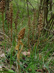 Neottia nidus-avis (Orchidaceae)  - Néottie nid-d'oiseau, Herbe aux vers - Bird's-nest Orchid Aisne [France] 30/04/2004 - 120m