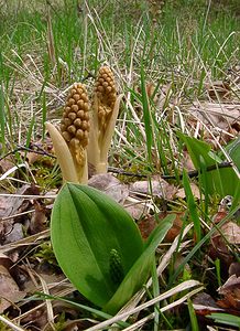 Neottia ovata (Orchidaceae)  - Néottie ovale, Grande Listère, Double-feuille, Listère à feuilles ovales, Listère ovale - Common Twayblade Aisne [France] 30/04/2004 - 120mavec derri?re deux Neottia nidus-avis