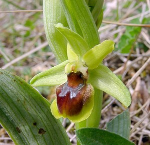 Ophrys araneola sensu auct. plur. (Orchidaceae)  - Ophrys litigieux Marne [France] 03/04/2004 - 170m