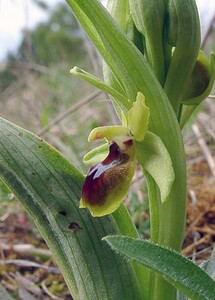 Ophrys araneola sensu auct. plur. (Orchidaceae)  - Ophrys litigieux Marne [France] 03/04/2004 - 170m