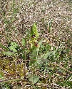 Ophrys araneola sensu auct. plur. (Orchidaceae)  - Ophrys litigieux Marne [France] 03/04/2004 - 170m