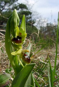 Ophrys araneola sensu auct. plur. (Orchidaceae)  - Ophrys litigieux Marne [France] 03/04/2004 - 170m