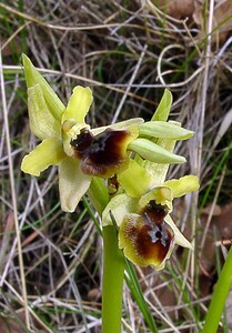 Ophrys araneola sensu auct. plur. (Orchidaceae)  - Ophrys litigieux Herault [France] 20/04/2004 - 400m