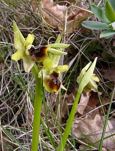 Ophrys araneola sensu auct. plur. (Orchidaceae)  - Ophrys litigieux Herault [France] 20/04/2004 - 400m