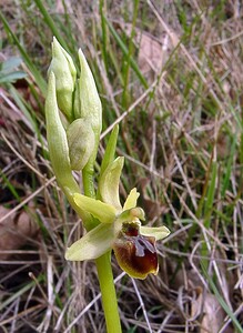 Ophrys araneola sensu auct. plur. (Orchidaceae)  - Ophrys litigieux Herault [France] 20/04/2004 - 400m