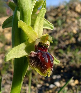 Ophrys araneola sensu auct. plur. (Orchidaceae)  - Ophrys litigieux Aude [France] 24/04/2004 - 410m