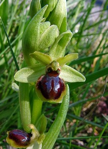 Ophrys araneola sensu auct. plur. (Orchidaceae)  - Ophrys litigieux Aude [France] 25/04/2004 - 160m