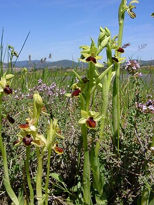 Ophrys araneola sensu auct. plur. (Orchidaceae)  - Ophrys litigieux Aude [France] 25/04/2004 - 160m