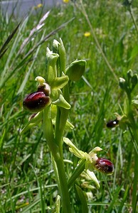 Ophrys araneola sensu auct. plur. (Orchidaceae)  - Ophrys litigieux Aude [France] 25/04/2004 - 160m