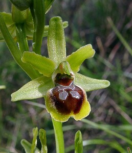 Ophrys araneola sensu auct. plur. (Orchidaceae)  - Ophrys litigieux Gard [France] 27/04/2004 - 470m