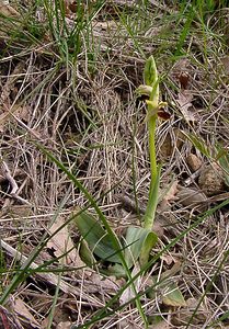 Ophrys aranifera (Orchidaceae)  - Ophrys araignée, Oiseau-coquet - Early Spider-orchid Herault [France] 20/04/2004 - 400m