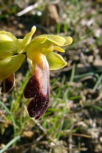 Ophrys fusca (Orchidaceae)  - Ophrys brun Aude [France] 24/04/2004 - 320m