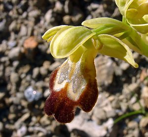 Ophrys fusca (Orchidaceae)  - Ophrys brun Aude [France] 24/04/2004 - 320m