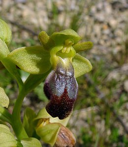 Ophrys fusca (Orchidaceae)  - Ophrys brun Aude [France] 25/04/2004 - 400m