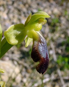 Ophrys fusca (Orchidaceae)  - Ophrys brun Aude [France] 25/04/2004 - 400m