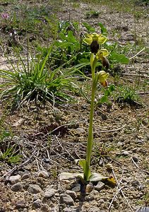 Ophrys fusca (Orchidaceae)  - Ophrys brun Aude [France] 25/04/2004 - 400m