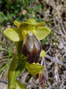 Ophrys fusca (Orchidaceae)  - Ophrys brun Aude [France] 25/04/2004 - 400m