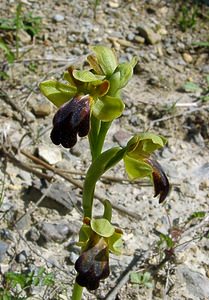 Ophrys fusca (Orchidaceae)  - Ophrys brun Aude [France] 25/04/2004 - 400m