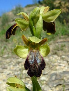 Ophrys fusca (Orchidaceae)  - Ophrys brun Aude [France] 25/04/2004 - 400m