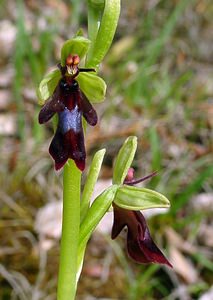 Ophrys insectifera (Orchidaceae)  - Ophrys mouche - Fly Orchid Aisne [France] 30/04/2004 - 120m