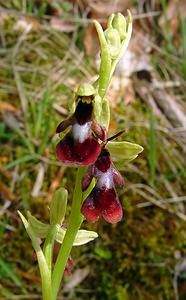 Ophrys insectifera (Orchidaceae)  - Ophrys mouche - Fly Orchid Aisne [France] 30/04/2004 - 120m