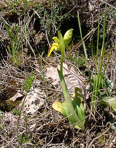 Ophrys lutea (Orchidaceae)  - Ophrys jaune Aude [France] 24/04/2004 - 430m