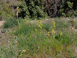 Ophrys lutea (Orchidaceae)  - Ophrys jaune Aude [France] 24/04/2004 - 320m