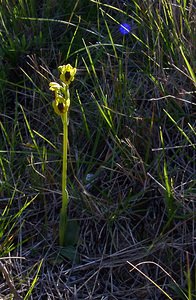 Ophrys lutea (Orchidaceae)  - Ophrys jaune Aude [France] 24/04/2004 - 320m