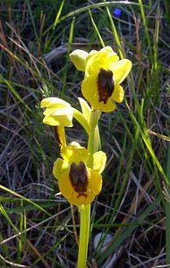 Ophrys lutea (Orchidaceae)  - Ophrys jaune Aude [France] 24/04/2004 - 320m