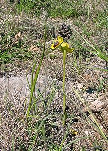 Ophrys lutea (Orchidaceae)  - Ophrys jaune Aude [France] 24/04/2004 - 480m