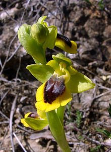 Ophrys lutea (Orchidaceae)  - Ophrys jaune Aude [France] 25/04/2004 - 180m