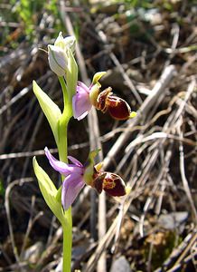 Ophrys scolopax (Orchidaceae)  - Ophrys bécasse Aude [France] 25/04/2004 - 160m