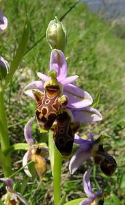 Ophrys scolopax (Orchidaceae)  - Ophrys bécasse Aude [France] 25/04/2004 - 160m
