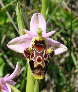 Ophrys scolopax (Orchidaceae)  - Ophrys bécasse Aude [France] 25/04/2004 - 160m