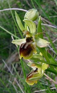 Ophrys virescens (Orchidaceae)  - Ophrys verdissant Gard [France] 28/04/2004 - 260m