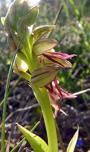 Orchis anthropophora (Orchidaceae)  - Acéras homme-pendu - Man Orchid Aude [France] 24/04/2004 - 480m