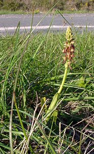 Orchis anthropophora (Orchidaceae)  - Acéras homme-pendu - Man Orchid Aude [France] 25/04/2004 - 290m