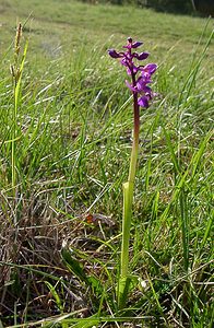 Orchis mascula (Orchidaceae)  - Orchis mâle - Early-purple Orchid Aude [France] 25/04/2004 - 390m