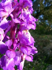 Orchis mascula (Orchidaceae)  - Orchis mâle - Early-purple Orchid Herault [France] 26/04/2004 - 430m