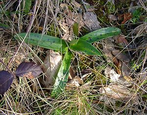 Orchis mascula (Orchidaceae)  - Orchis mâle - Early-purple Orchid Herault [France] 26/04/2004 - 430m