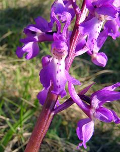 Orchis mascula (Orchidaceae)  - Orchis mâle - Early-purple Orchid Herault [France] 26/04/2004 - 690m