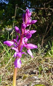 Orchis mascula (Orchidaceae)  - Orchis mâle - Early-purple Orchid Herault [France] 26/04/2004 - 690m