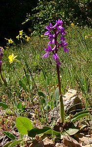 Orchis olbiensis (Orchidaceae)  - Orchis d'Hyères Aude [France] 24/04/2004 - 600m