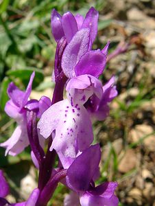 Orchis olbiensis (Orchidaceae)  - Orchis d'Hyères Aude [France] 24/04/2004 - 600m