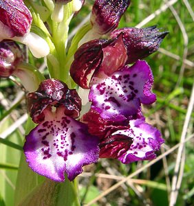 Orchis purpurea (Orchidaceae)  - Orchis pourpre, Grivollée, Orchis casque, Orchis brun - Lady Orchid Herault [France] 21/04/2004 - 130m